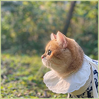 猫鱼的小窝